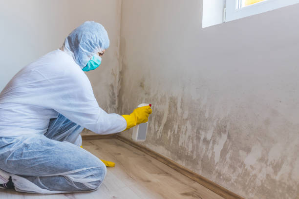 Licensed Basement Mold Removal service in Elm City, NC - WQB Mold Removal