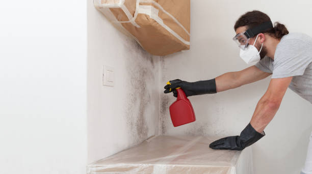 Professional Basement Mold Removal technician working in Elm City, NC