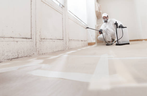 24/7 Emergency Basement Mold Removal experts in Elm City, NC