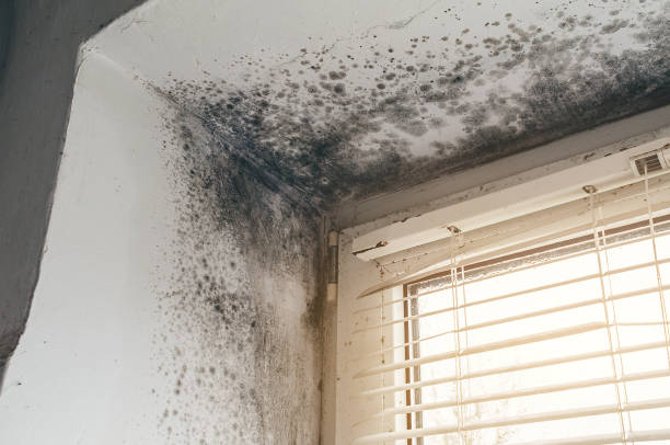 Affordable Basement Mold Removal solutions in Elm City, NC