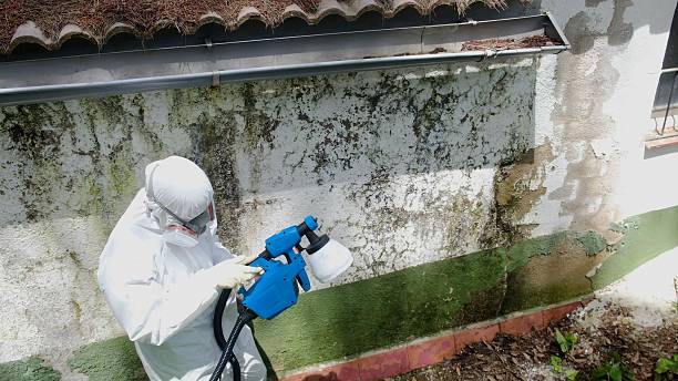 Top rated local Basement Mold Removal specialists in Elm City, NC
